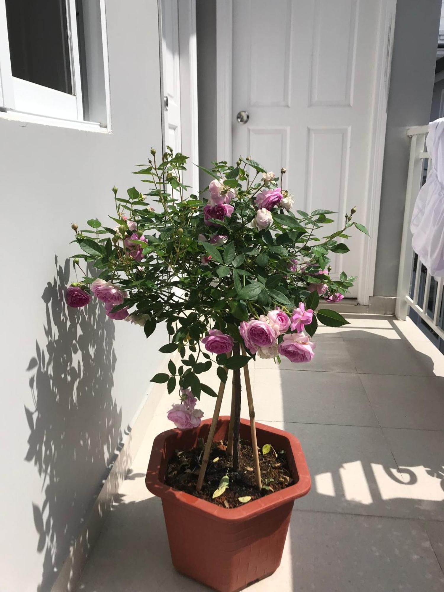 Phuong Hong Guesthouse Đà Lạt Exterior foto